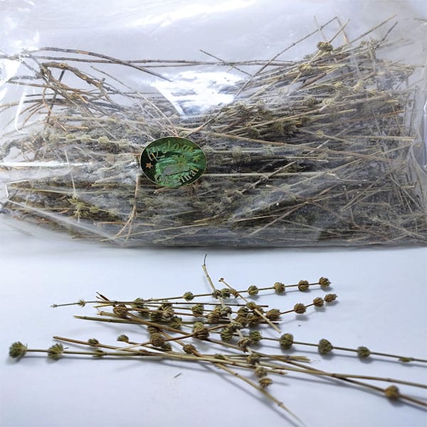 عشبة الزوفا