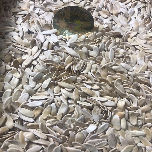 الرئيسية 111 بذر فقوس