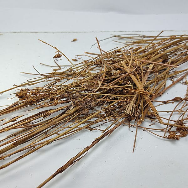 عشبة القديسين